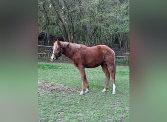 American Paint Horse, Ogier, 1 Rok, 148 cm, Kasztanowata