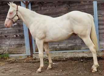 American Paint Horse, Ogier, 1 Rok, 150 cm, Cremello