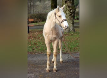 American Paint Horse, Ogier, 1 Rok, 150 cm, Izabelowata