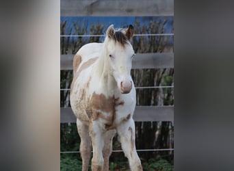 American Paint Horse, Ogier, 1 Rok, 150 cm, Overo wszelkich maści