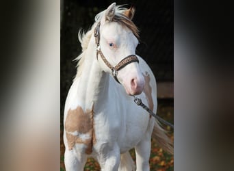 American Paint Horse, Ogier, 1 Rok, 150 cm, Overo wszelkich maści