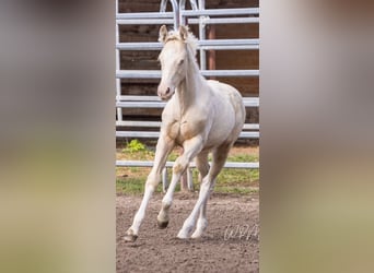 American Paint Horse, Ogier, 1 Rok, 150 cm, Perlino