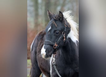 American Paint Horse, Ogier, 1 Rok, 150 cm, Tobiano wszelkich maści