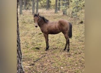 American Paint Horse, Ogier, 1 Rok, 152 cm, Gniada