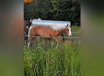 American Paint Horse, Ogier, 1 Rok, 152 cm, Izabelowata