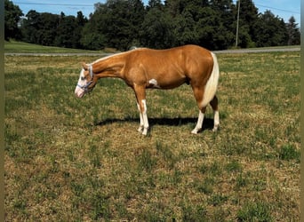 American Paint Horse, Ogier, 1 Rok, 152 cm, Izabelowata