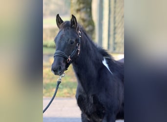 American Paint Horse, Ogier, 1 Rok, 152 cm, Tobiano wszelkich maści