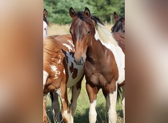 American Paint Horse, Ogier, 1 Rok, 152 cm, Tobiano wszelkich maści