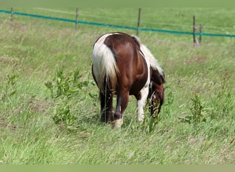 American Paint Horse, Ogier, 1 Rok, 152 cm, Tobiano wszelkich maści