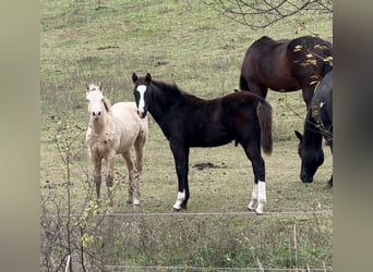 American Paint Horse, Ogier, 1 Rok, 153 cm, Kara