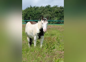 American Paint Horse, Ogier, 1 Rok, 153 cm, Overo wszelkich maści