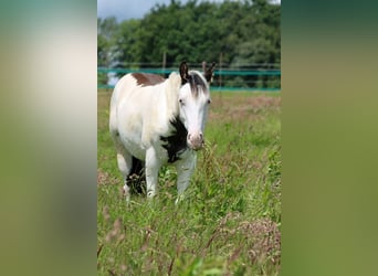 American Paint Horse, Ogier, 1 Rok, 153 cm, Overo wszelkich maści