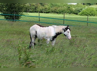 American Paint Horse, Ogier, 1 Rok, 153 cm, Overo wszelkich maści