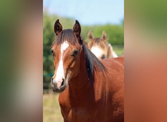 American Paint Horse, Ogier, 1 Rok, 155 cm, Gniada