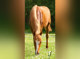 American Paint Horse, Ogier, 1 Rok, 155 cm, Kasztanowata