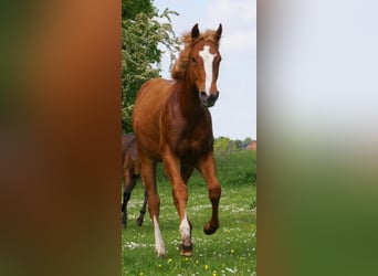American Paint Horse, Ogier, 1 Rok, 155 cm, Kasztanowata