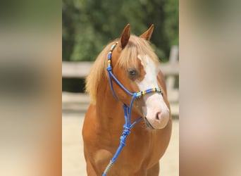 American Paint Horse, Ogier, 1 Rok, 155 cm, Kasztanowata