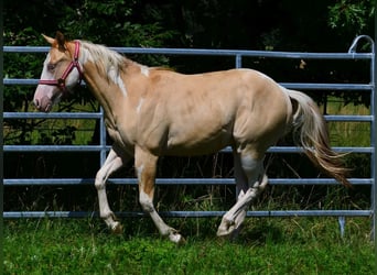 American Paint Horse, Ogier, 1 Rok, 155 cm, Srokata