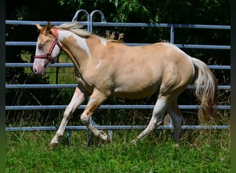 American Paint Horse, Ogier, 1 Rok, 155 cm, Srokata