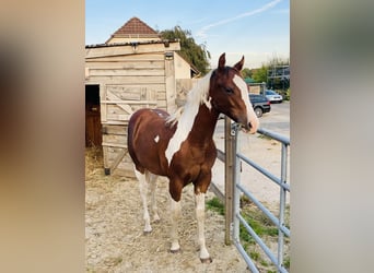 American Paint Horse, Ogier, 1 Rok, 155 cm, Tobiano wszelkich maści