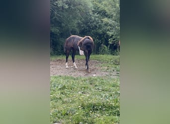 American Paint Horse, Ogier, 1 Rok, 156 cm, Kara