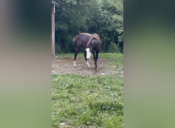 American Paint Horse, Ogier, 1 Rok, 156 cm, Kara