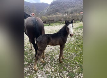 American Paint Horse, Ogier, 1 Rok, 156 cm, Overo wszelkich maści