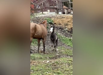 American Paint Horse, Ogier, 1 Rok, 156 cm, Overo wszelkich maści