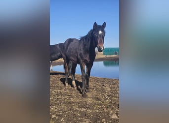 American Paint Horse Mix, Ogier, 1 Rok