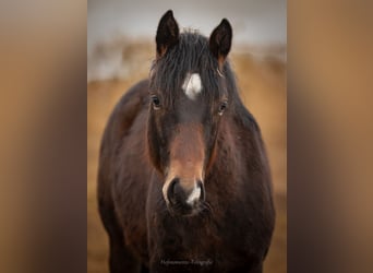 American Paint Horse Mix, Ogier, 1 Rok