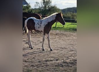 American Paint Horse, Ogier, 1 Rok, Srokata