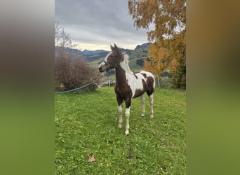 American Paint Horse, Ogier, 1 Rok, Tobiano wszelkich maści