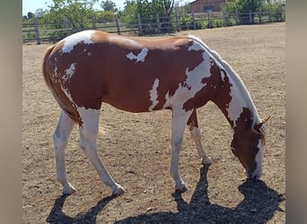 American Paint Horse, Ogier, 1 Rok, Tobiano wszelkich maści