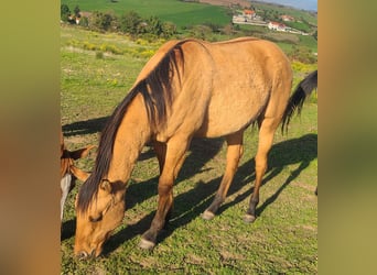 American Paint Horse, Ogier, 2 lat, 142 cm, Jelenia