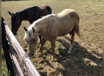 American Paint Horse, Ogier, 2 lat, 150 cm, Izabelowata