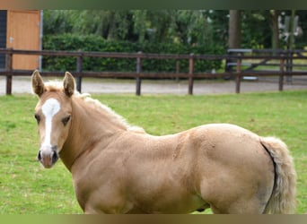American Paint Horse, Ogier, 2 lat, 150 cm, Izabelowata