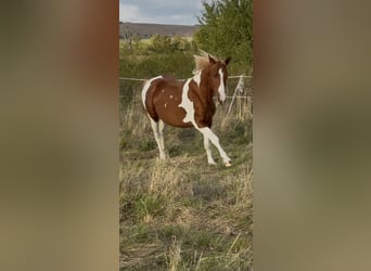 American Paint Horse, Ogier, 2 lat, 150 cm, Tobiano wszelkich maści