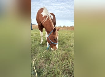 American Paint Horse, Ogier, 2 lat, 150 cm, Tobiano wszelkich maści