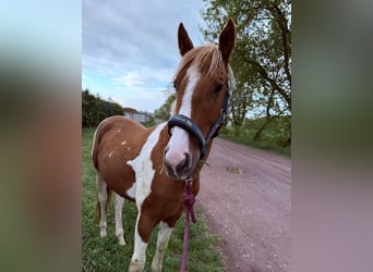 American Paint Horse, Ogier, 2 lat, 150 cm, Tobiano wszelkich maści