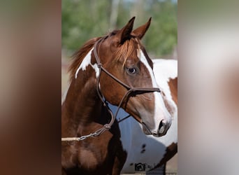 American Paint Horse, Ogier, 2 lat, 151 cm, Tobiano wszelkich maści