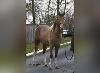 American Paint Horse, Ogier, 2 lat, 154 cm, Tobiano wszelkich maści