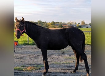 American Paint Horse, Ogier, 2 lat, 155 cm, Kara