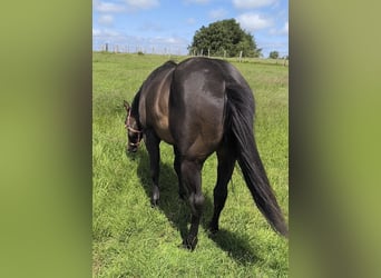 American Paint Horse, Ogier, 3 lat, 147 cm, Ciemnogniada