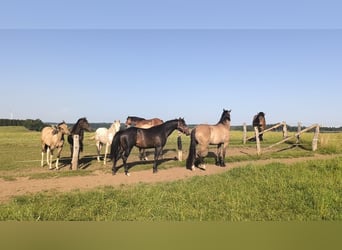 American Paint Horse, Ogier, 3 lat, 147 cm, Ciemnogniada