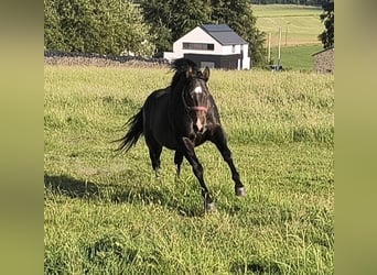 American Paint Horse, Ogier, 3 lat, 147 cm, Ciemnogniada