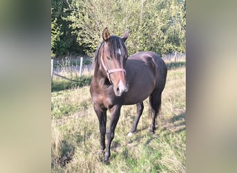 American Paint Horse, Ogier, 3 lat, 147 cm, Ciemnogniada