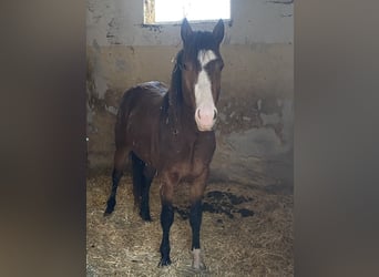 American Paint Horse, Ogier, 3 lat, 160 cm, Overo wszelkich maści