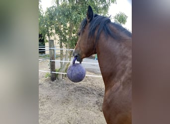 American Paint Horse, Ogier, 3 lat, 160 cm, Overo wszelkich maści