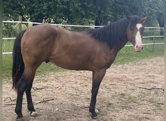 American Paint Horse, Ogier, 3 lat, 160 cm, Overo wszelkich maści