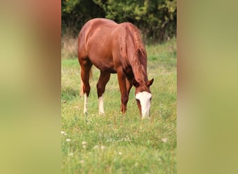 American Paint Horse, Ogier, 3 lat, Kasztanowata